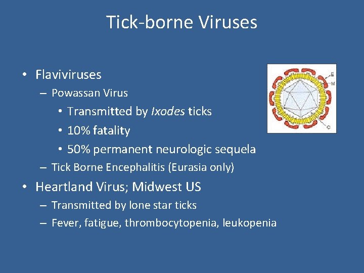 Tick-borne Viruses • Flaviviruses – Powassan Virus • Transmitted by Ixodes ticks • 10%