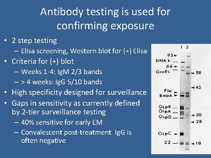 Antibody testing is used for confirming exposure • 2 step testing – Elisa screening,