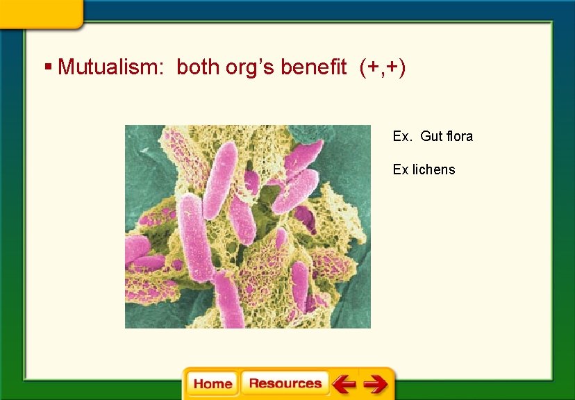 § Mutualism: both org’s benefit (+, +) Ex. Gut flora Ex lichens 