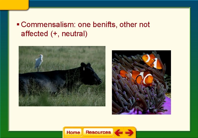 § Commensalism: one benifts, other not affected (+, neutral) 