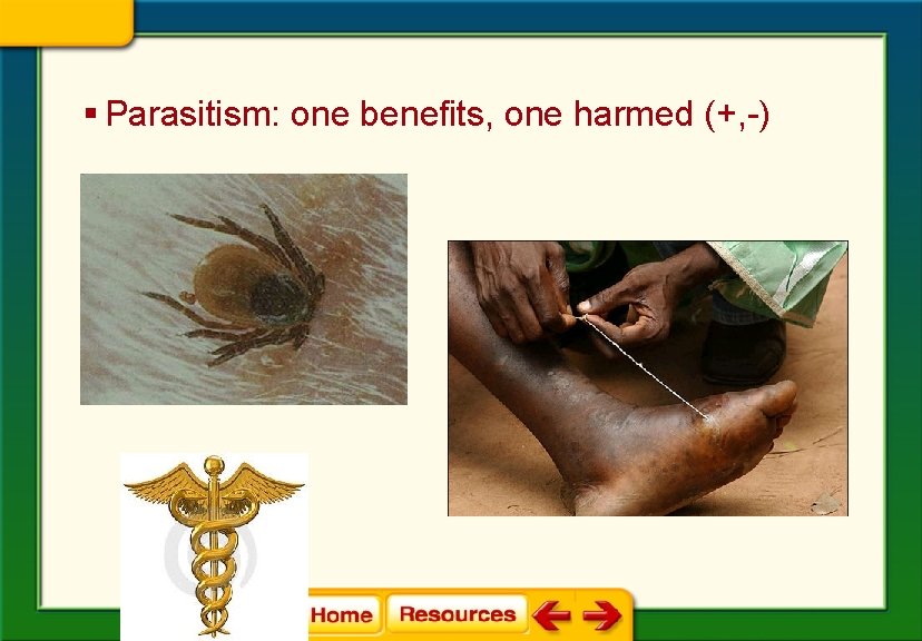 § Parasitism: one benefits, one harmed (+, -) 