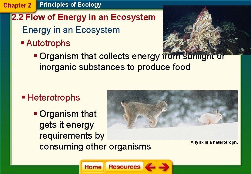 Chapter 2 Principles of Ecology 2. 2 Flow of Energy in an Ecosystem §