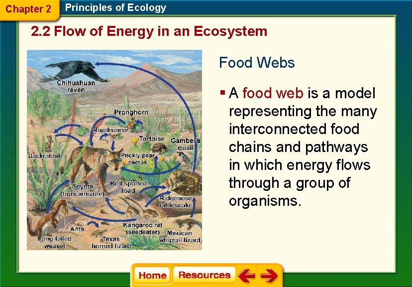 Chapter 2 Principles of Ecology 2. 2 Flow of Energy in an Ecosystem Food