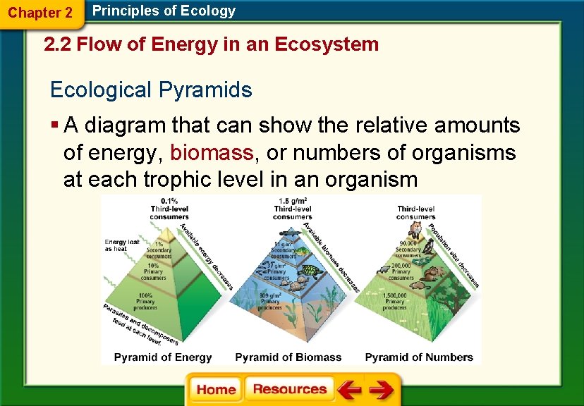 Chapter 2 Principles of Ecology 2. 2 Flow of Energy in an Ecosystem Ecological