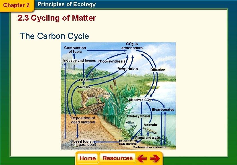 Chapter 2 Principles of Ecology 2. 3 Cycling of Matter The Carbon Cycle 