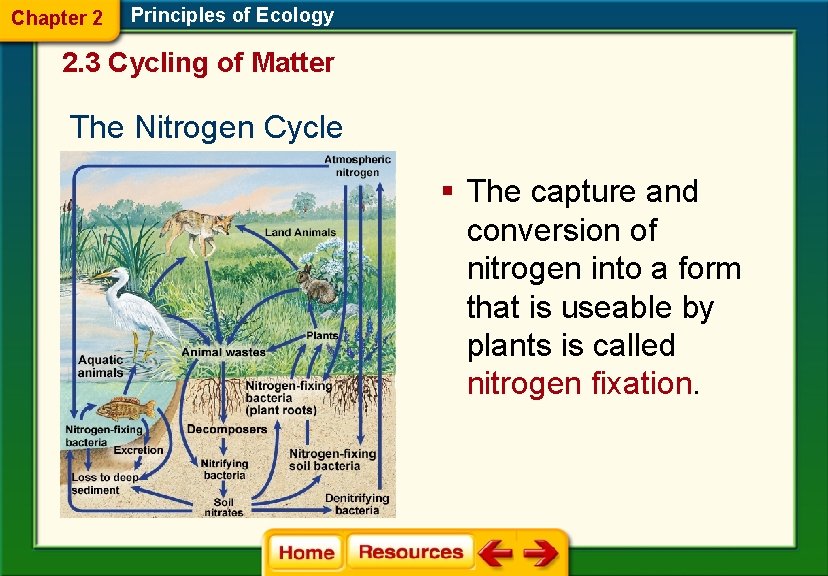 Chapter 2 Principles of Ecology 2. 3 Cycling of Matter The Nitrogen Cycle §