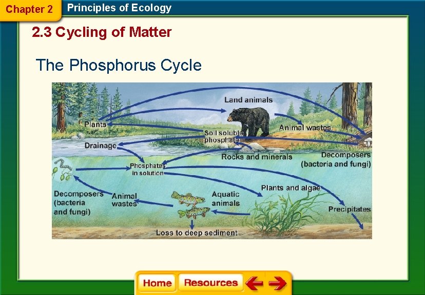 Chapter 2 Principles of Ecology 2. 3 Cycling of Matter The Phosphorus Cycle 