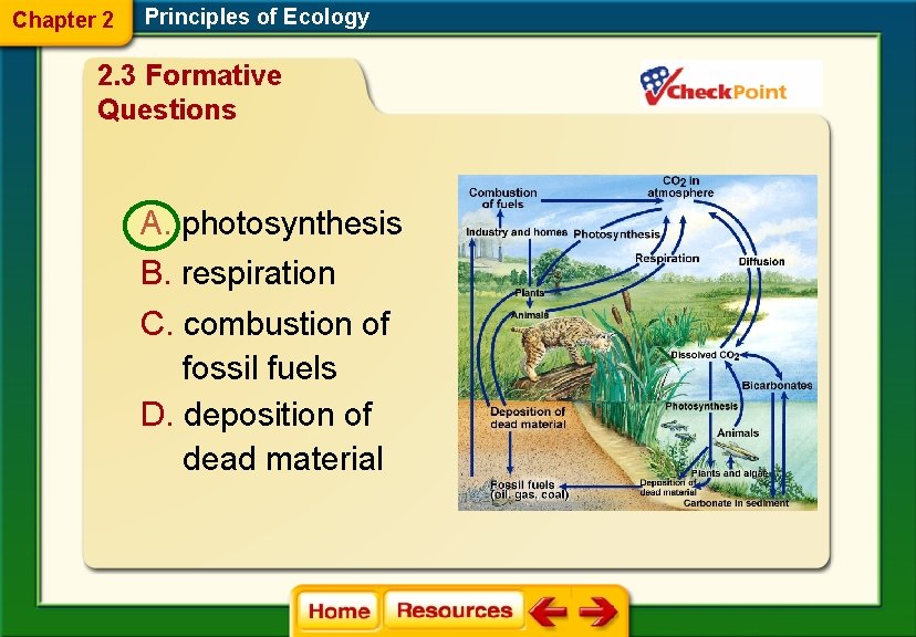 Chapter 2 Principles of Ecology 2. 3 Formative Questions A. photosynthesis B. respiration C.