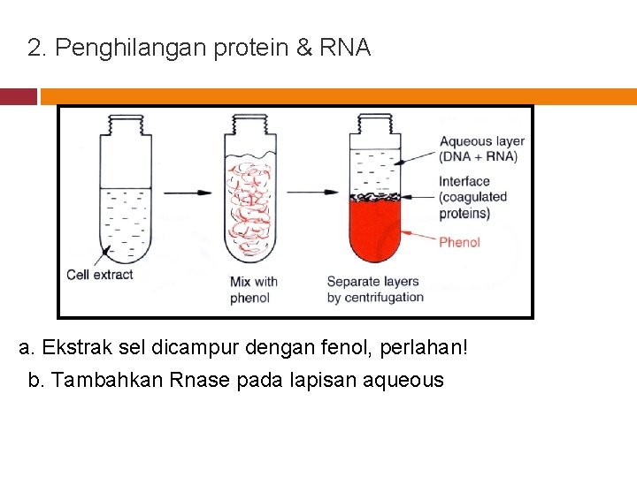 2. Penghilangan protein & RNA a. Ekstrak sel dicampur dengan fenol, perlahan! b. Tambahkan