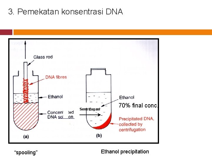 3. Pemekatan konsentrasi DNA Sentrifugasi “spooling” 70% final conc. Ethanol precipitation 