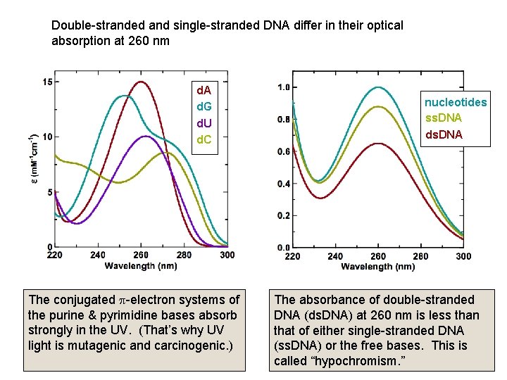 Double-stranded and single-stranded DNA differ in their optical absorption at 260 nm d. A