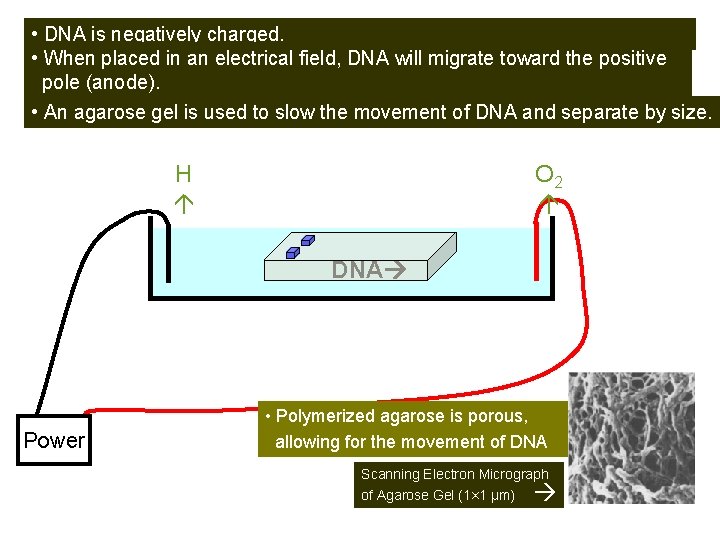  • DNA is negatively charged. • When placed in an electrical field, DNA