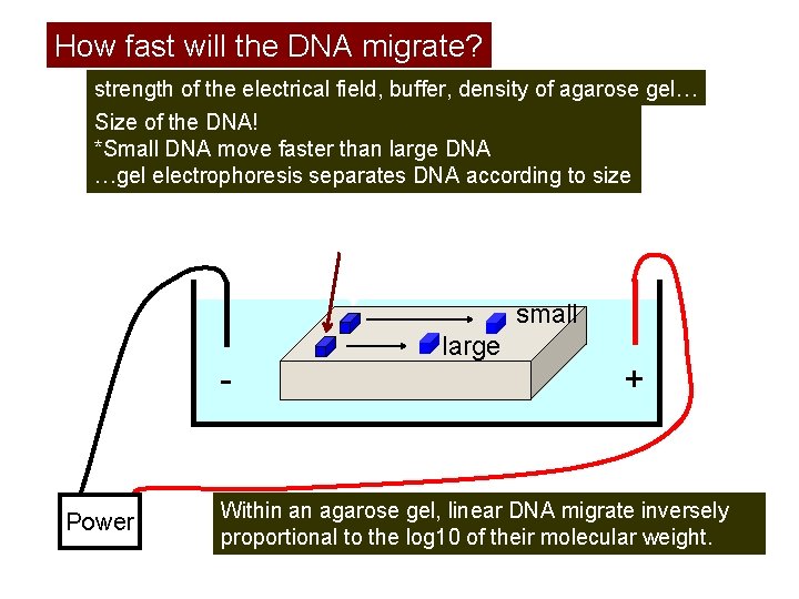 How fast will the DNA migrate? strength of the electrical field, buffer, density of