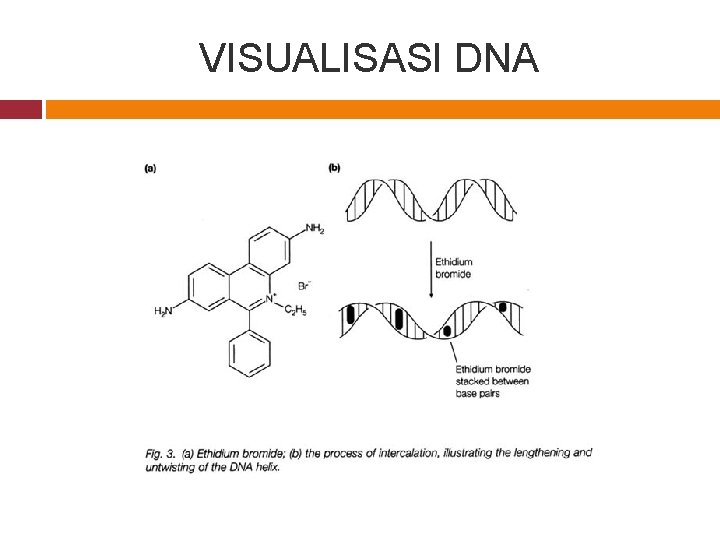 VISUALISASI DNA 