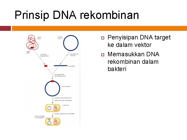 Prinsip DNA rekombinan Penyisipan DNA target ke dalam vektor Memasukkan DNA rekombinan dalam bakteri