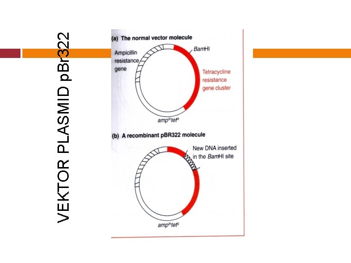 VEKTOR PLASMID p. Br 322 