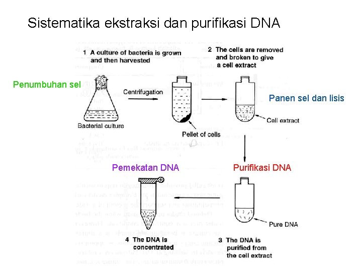 Sistematika ekstraksi dan purifikasi DNA Penumbuhan sel Panen sel dan lisis Pemekatan DNA Purifikasi
