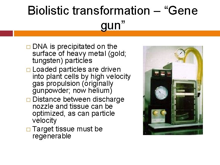 Biolistic transformation – “Gene gun” � DNA is precipitated on the surface of heavy