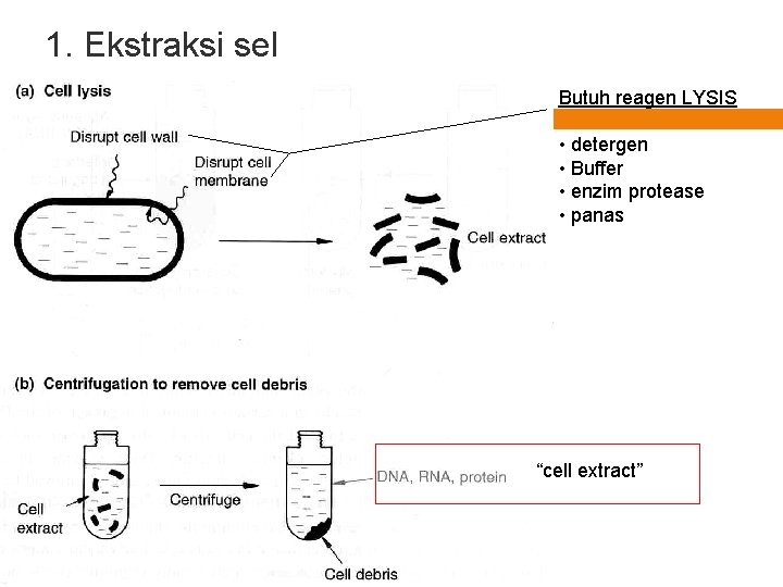 1. Ekstraksi sel Butuh reagen LYSIS • detergen • Buffer • enzim protease •