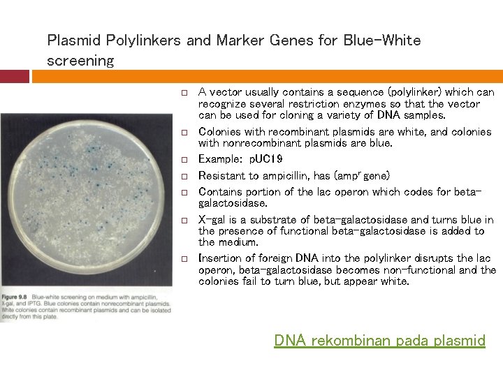 Plasmid Polylinkers and Marker Genes for Blue-White screening A vector usually contains a sequence