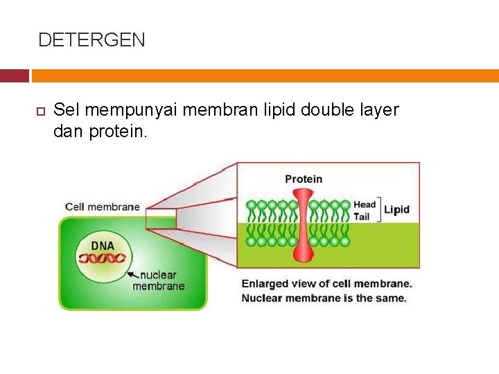 DETERGEN Sel mempunyai membran lipid double layer dan protein. 