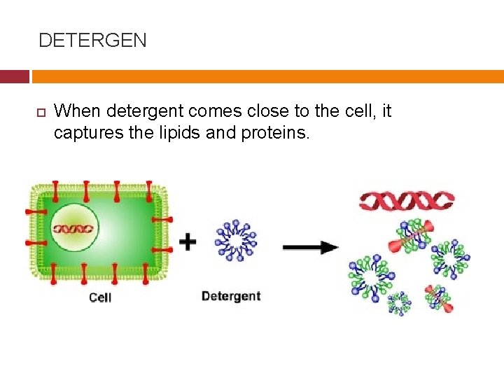 DETERGEN When detergent comes close to the cell, it captures the lipids and proteins.