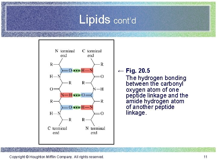 Lipids cont’d ← Fig. 20. 5 The hydrogen bonding between the carbonyl oxygen atom