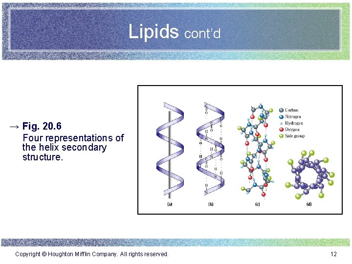 Lipids cont’d → Fig. 20. 6 Four representations of the helix secondary structure. Copyright