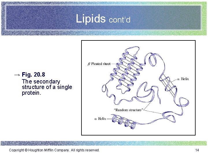 Lipids cont’d → Fig. 20. 8 The secondary structure of a single protein. Copyright
