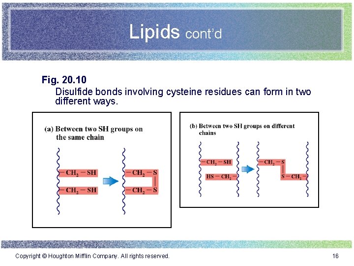 Lipids cont’d Fig. 20. 10 Disulfide bonds involving cysteine residues can form in two