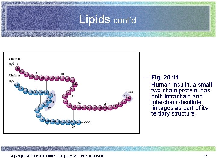 Lipids cont’d ← Fig. 20. 11 Human insulin, a small two-chain protein, has both