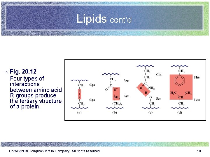 Lipids cont’d → Fig. 20. 12 Four types of interactions between amino acid R