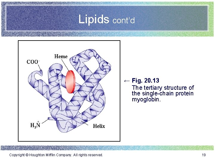 Lipids cont’d ← Fig. 20. 13 The tertiary structure of the single-chain protein myoglobin.