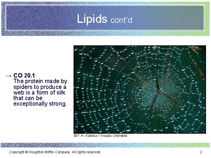 Lipids cont’d → CO 20. 1 The protein made by spiders to produce a