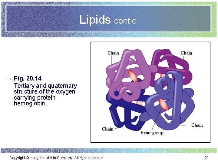 Lipids cont’d → Fig. 20. 14 Tertiary and quaternary structure of the oxygencarrying protein