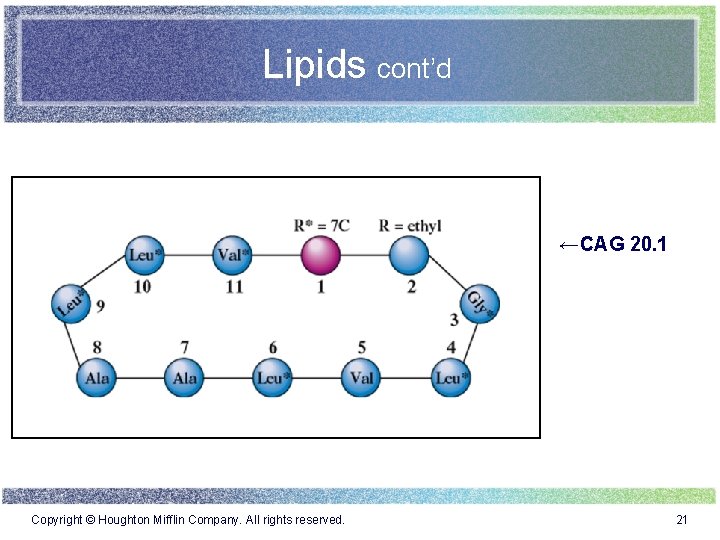 Lipids cont’d ←CAG 20. 1 Copyright © Houghton Mifflin Company. All rights reserved. 21