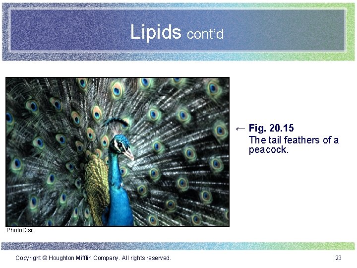 Lipids cont’d ← Fig. 20. 15 The tail feathers of a peacock. Photo. Disc