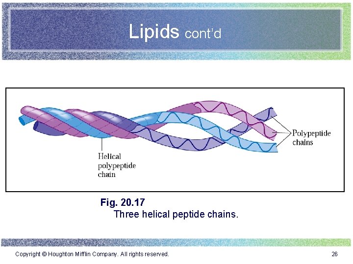 Lipids cont’d Fig. 20. 17 Three helical peptide chains. Copyright © Houghton Mifflin Company.