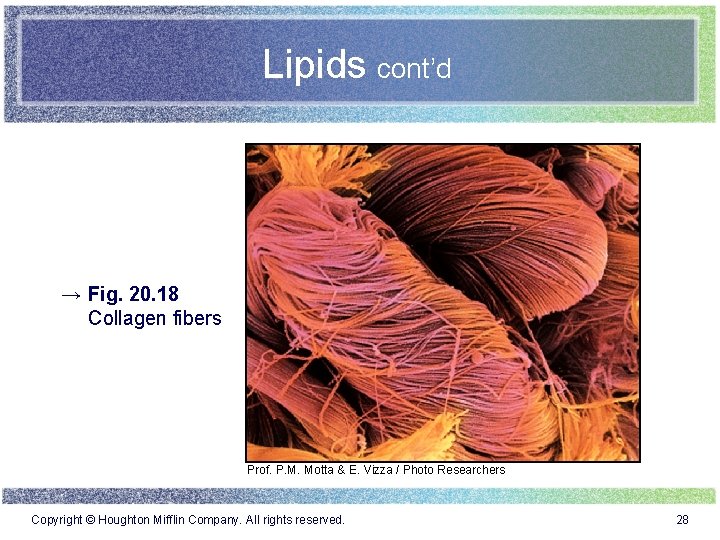 Lipids cont’d → Fig. 20. 18 Collagen fibers Prof. P. M. Motta & E.