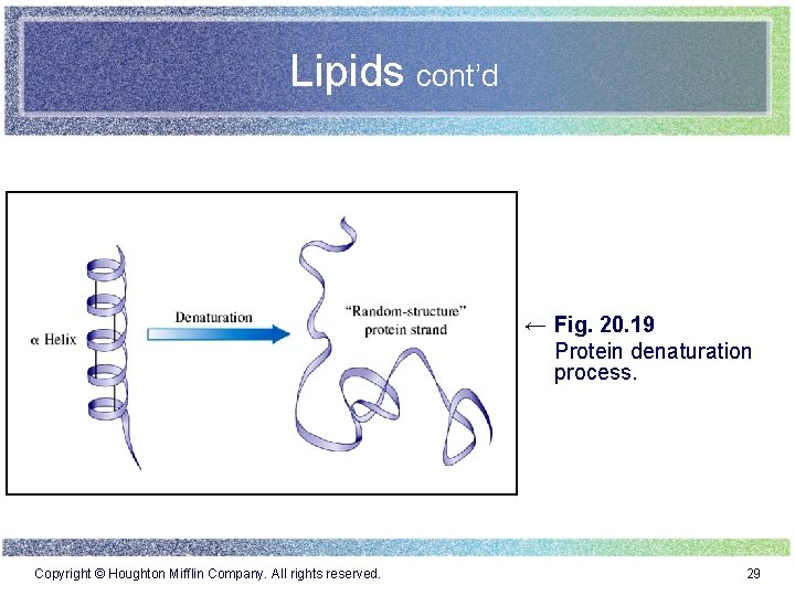 Lipids cont’d ← Fig. 20. 19 Protein denaturation process. Copyright © Houghton Mifflin Company.