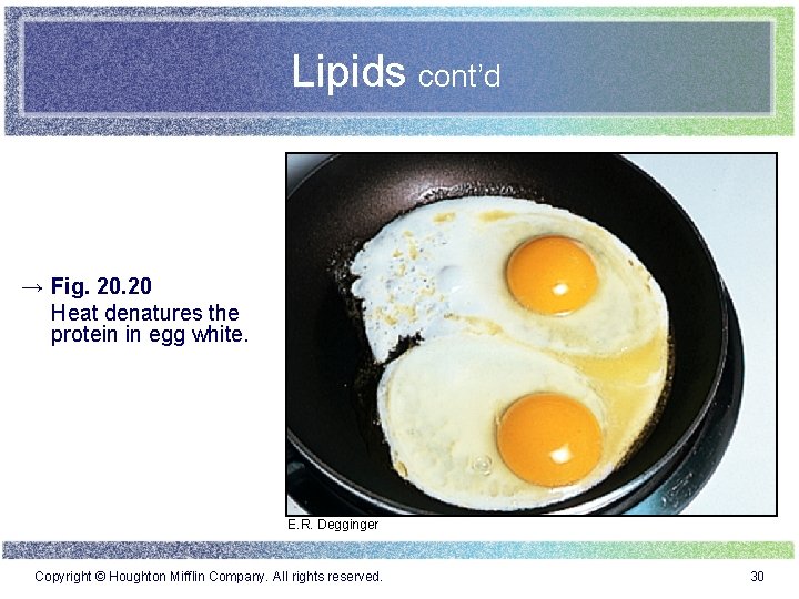 Lipids cont’d → Fig. 20 Heat denatures the protein in egg white. E. R.