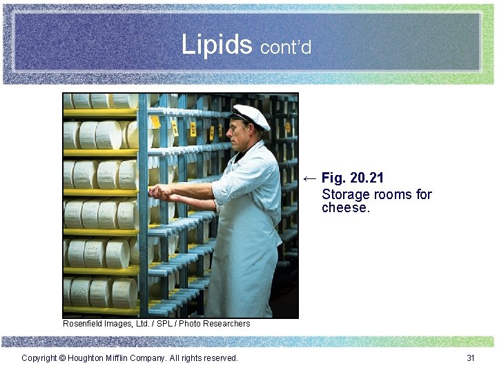 Lipids cont’d ← Fig. 20. 21 Storage rooms for cheese. Rosenfield Images, Ltd. /