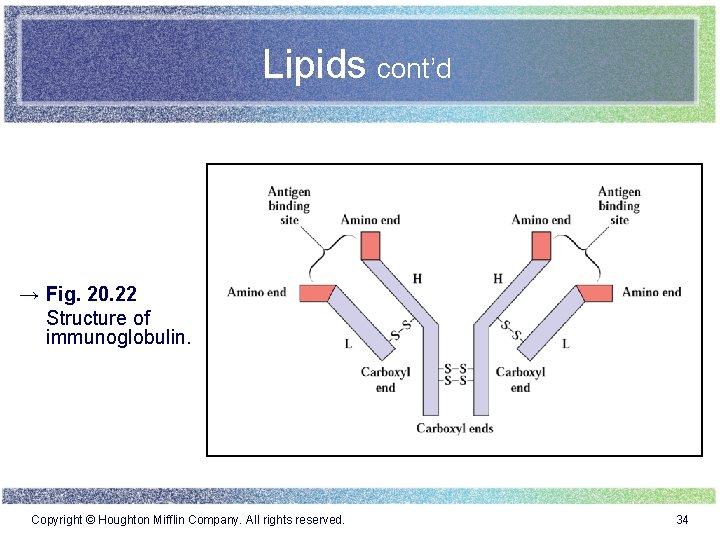 Lipids cont’d → Fig. 20. 22 Structure of immunoglobulin. Copyright © Houghton Mifflin Company.