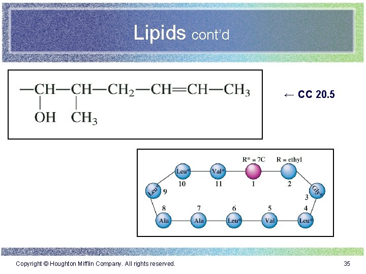 Lipids cont’d ← CC 20. 5 Copyright © Houghton Mifflin Company. All rights reserved.