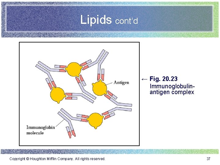 Lipids cont’d ← Fig. 20. 23 Immunoglobulinantigen complex Copyright © Houghton Mifflin Company. All