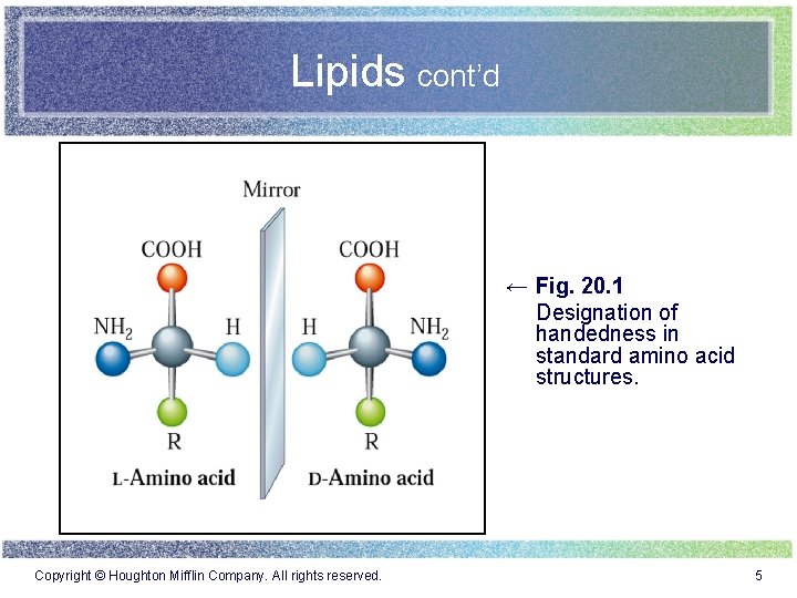 Lipids cont’d ← Fig. 20. 1 Designation of handedness in standard amino acid structures.