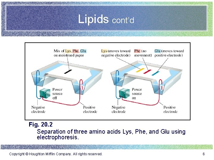 Lipids cont’d Fig. 20. 2 Separation of three amino acids Lys, Phe, and Glu