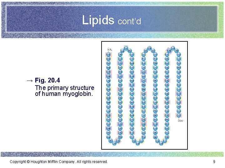 Lipids cont’d → Fig. 20. 4 The primary structure of human myoglobin. Copyright ©