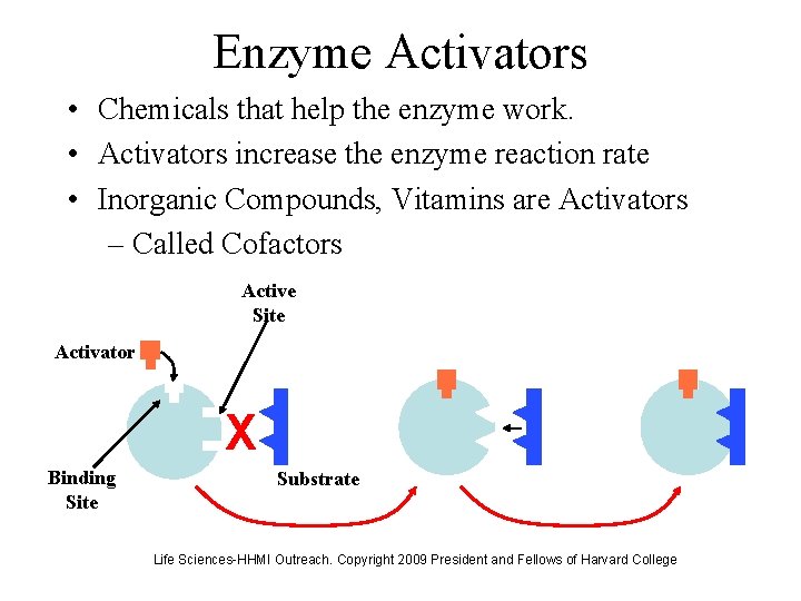 Enzyme Activators • Chemicals that help the enzyme work. • Activators increase the enzyme