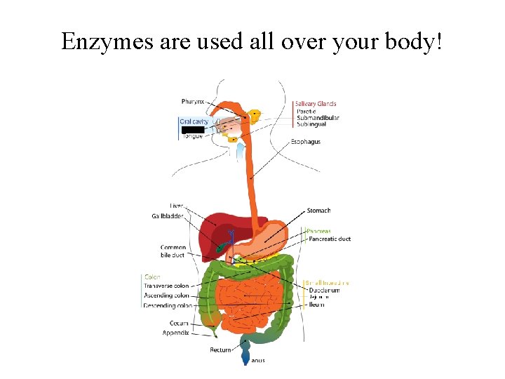 Enzymes are used all over your body! 